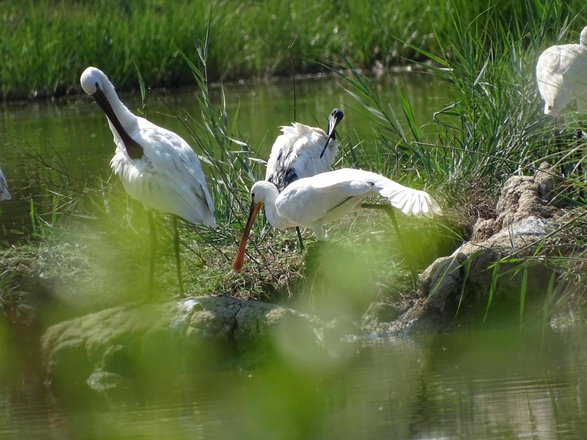 Agriturismo Venice Photobirding Тессера Экстерьер фото